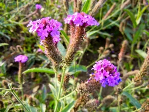 Verbena rigida