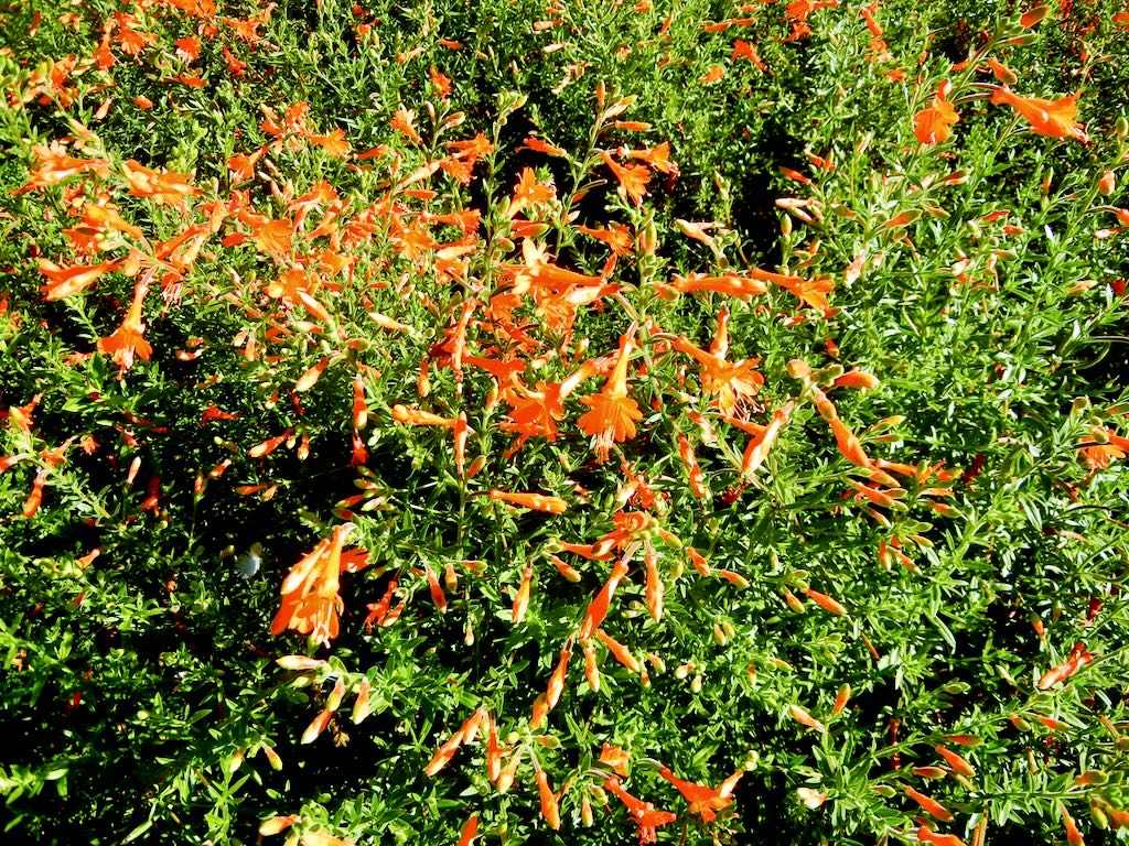 Zauschneria californica Dublin-1 - Online Flower Garden Zauschneria californica'Dublin'