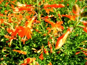Zauschneria californica 'Dublin'