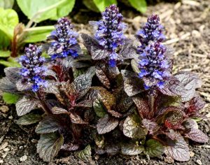 Ajuga reptans 'Braunherz'