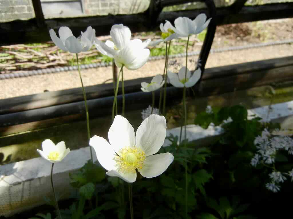 Anemone pavoniana