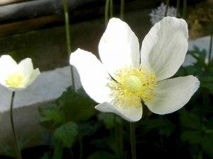 Anemone pavoniana