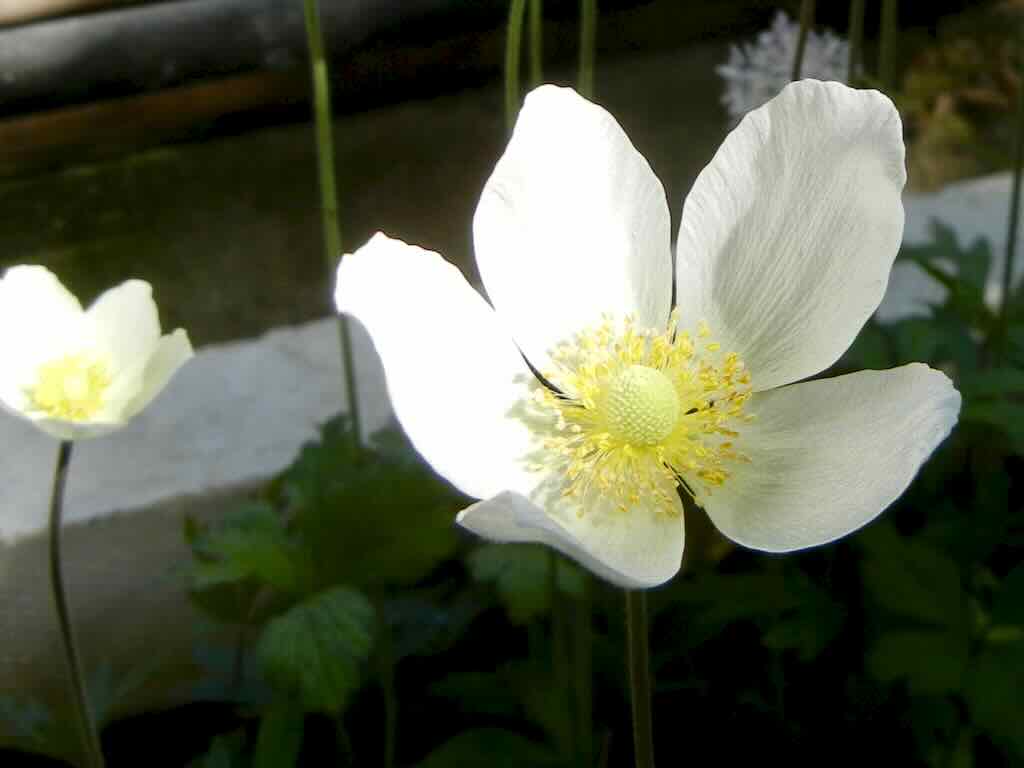 Anemone pavoniana