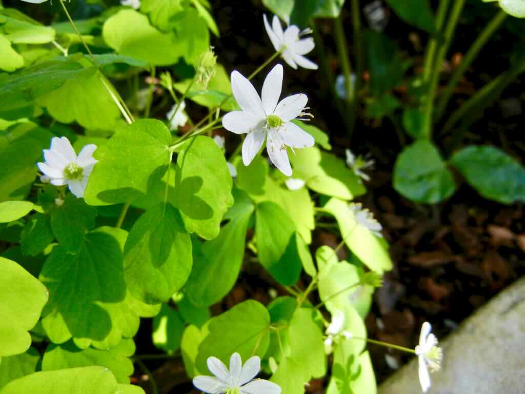 Anemonella thalictroides-1 - Online Flower Garden Anemonella thalictroides