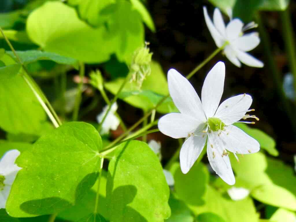 Anemonella thalictroides - Online Flower Garden Anemonella thalictroides