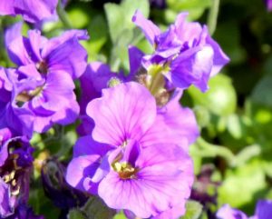 Aubrieta 'Gloriosa'