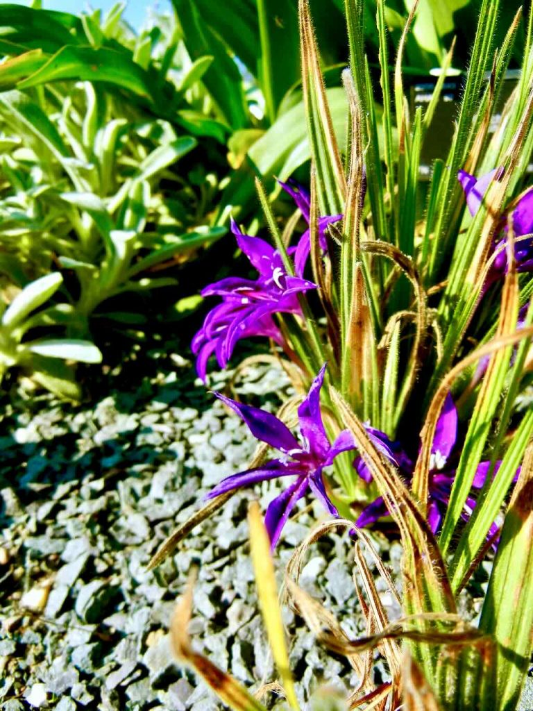 Babiana framesii-1 - Online Flower Garden Babiana framesii