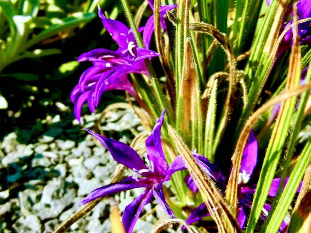 Babiana framesii - Online Flower Garden Babiana framesii