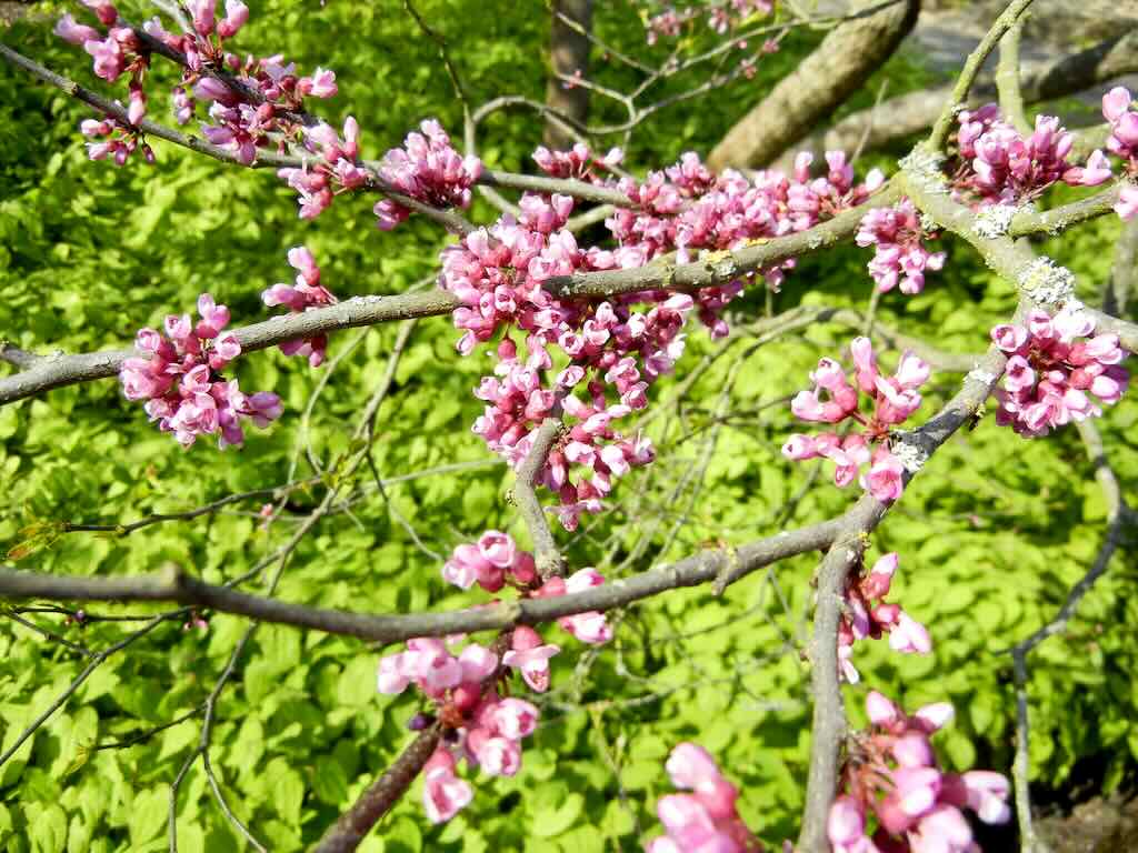 Cercis chuniana or Redbud