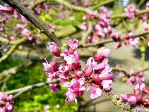 Cercis chuniana or Redbud
