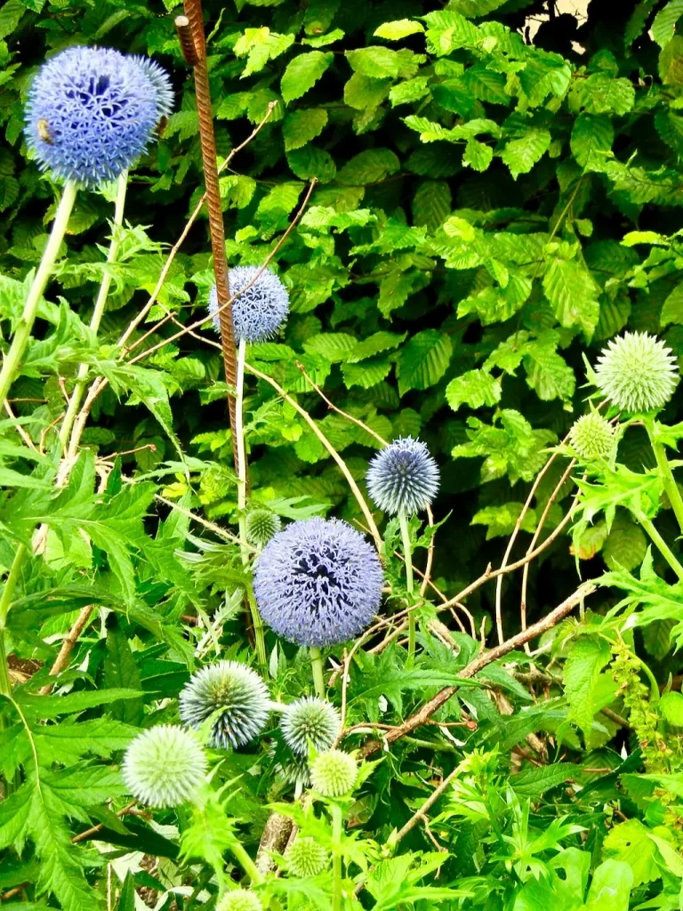 Echinops bannaticus-1 - Online Flower Garden Echinops bannaticus