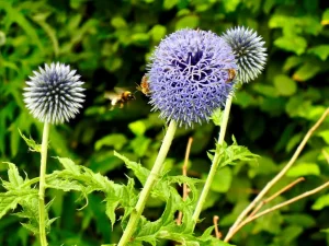Echinops bannaticus