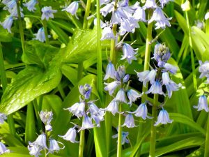 Hyacinthoides hispanica