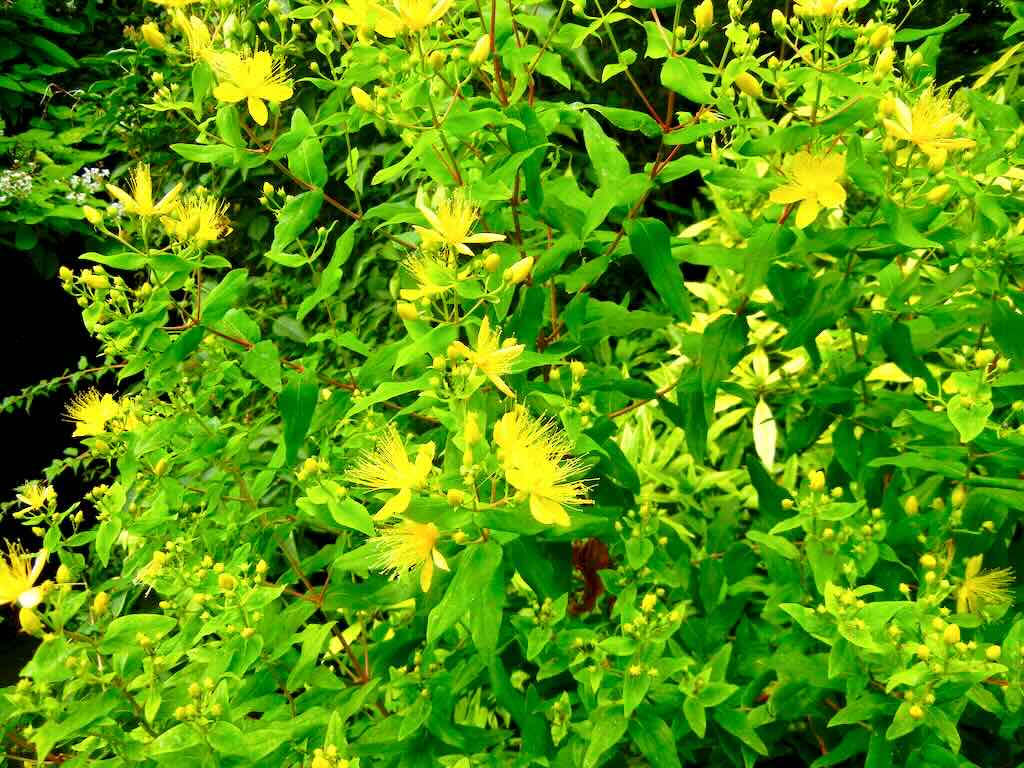 Hypericum hircinum-1 - Online Flower Garden Hypericum hircinum