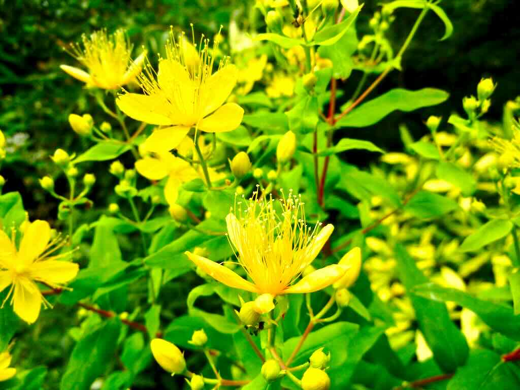 Hypericum hircinum - Online Flower Garden Hypericum hircinum