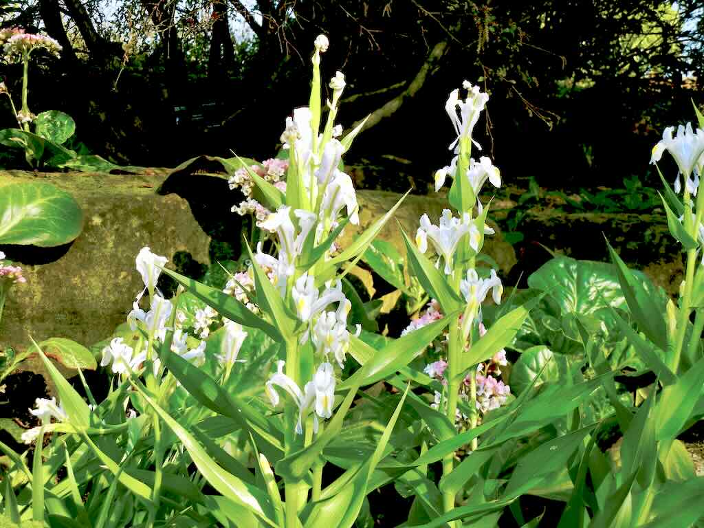 Iris Magnifica