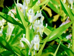 Iris Magnifica