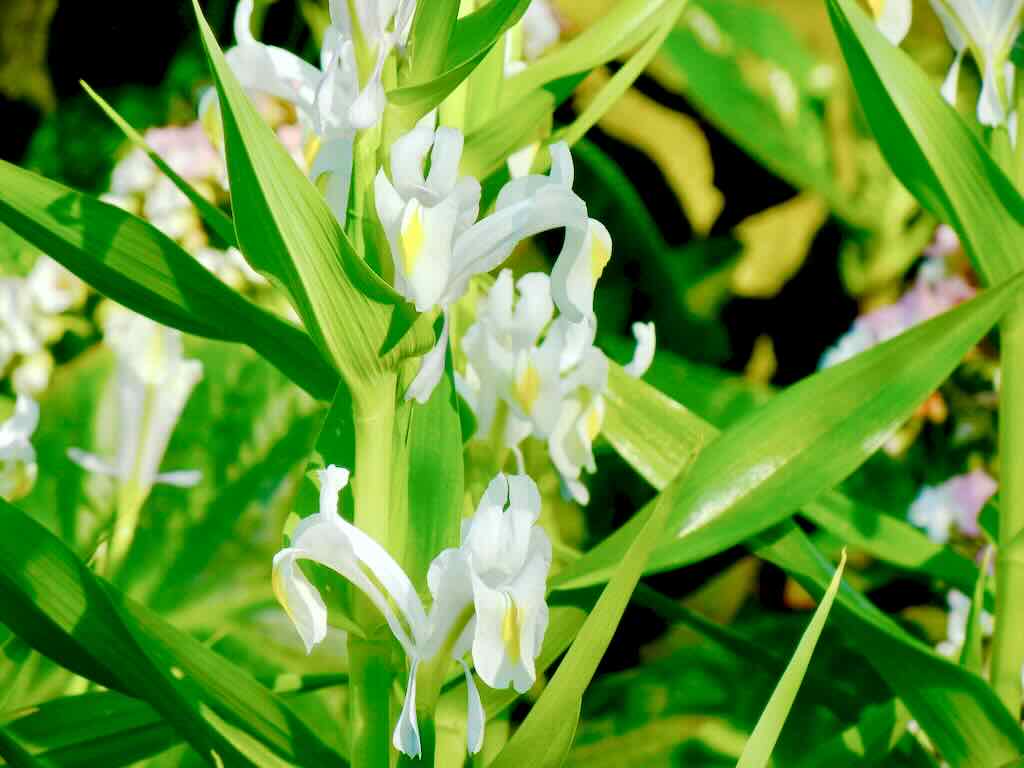 Iris Magnifica