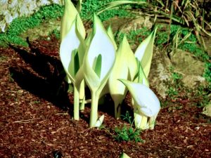 Lysichiton camtschatcensis