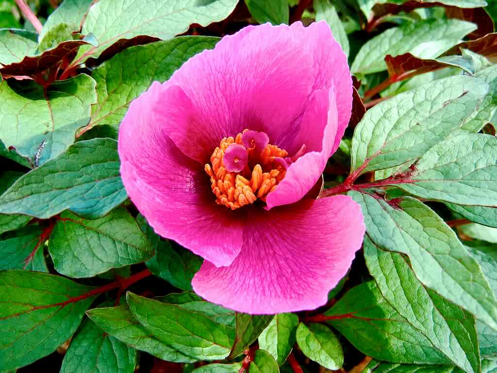 Paeonia cambessedesii-1 - Online Flower Garden Paeonia cambessedesii