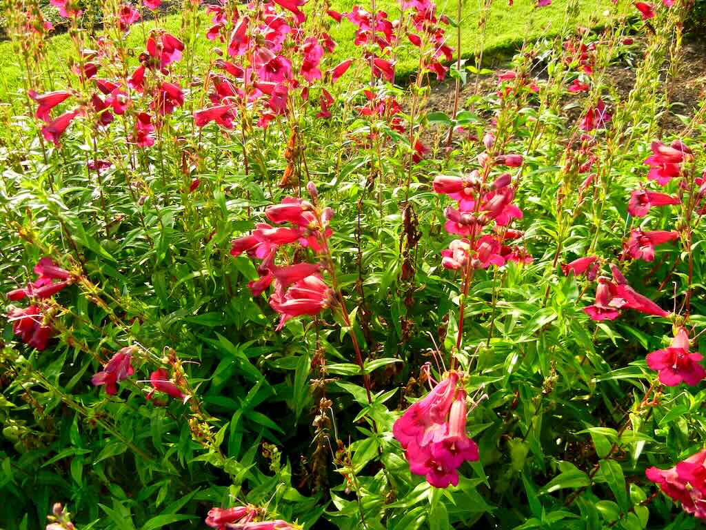 Penstemon Rich Ruby-1 - Online Flower Garden Penstemon'Rich Ruby'