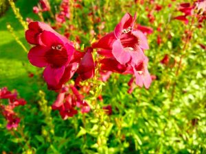 Penstemon 'Rich Ruby'