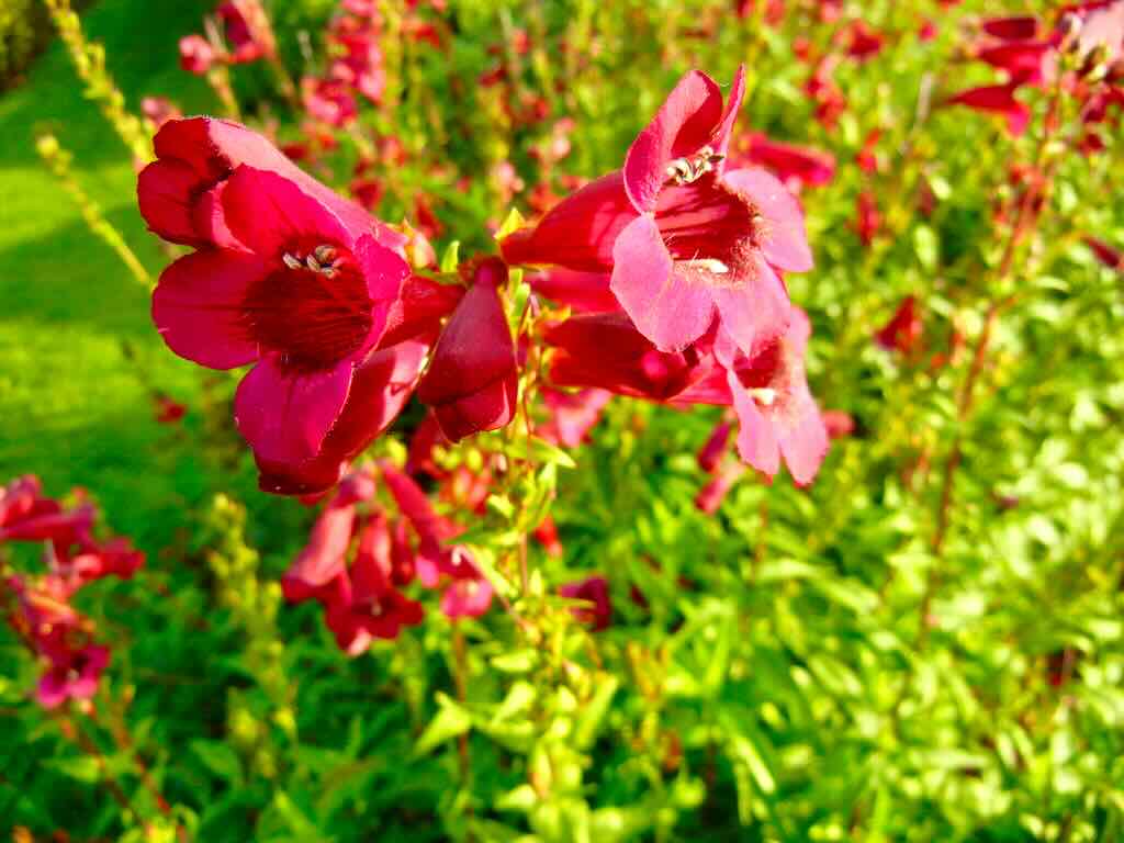 Penstemon Rich Ruby - Online Flower Garden Penstemon 'Rich Ruby'