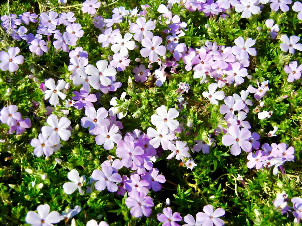 Phlox douglasii'Rosea'