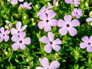Phlox douglasii 'Rosea'