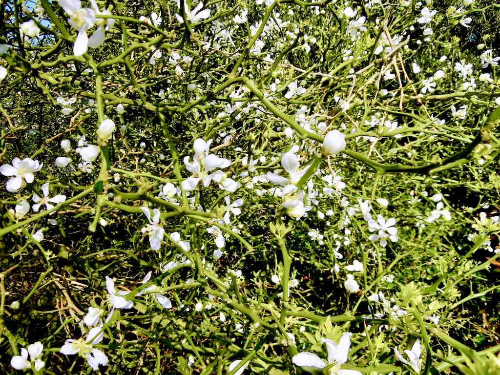 Poncirus trifoliata