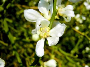 Poncirus trifoliata