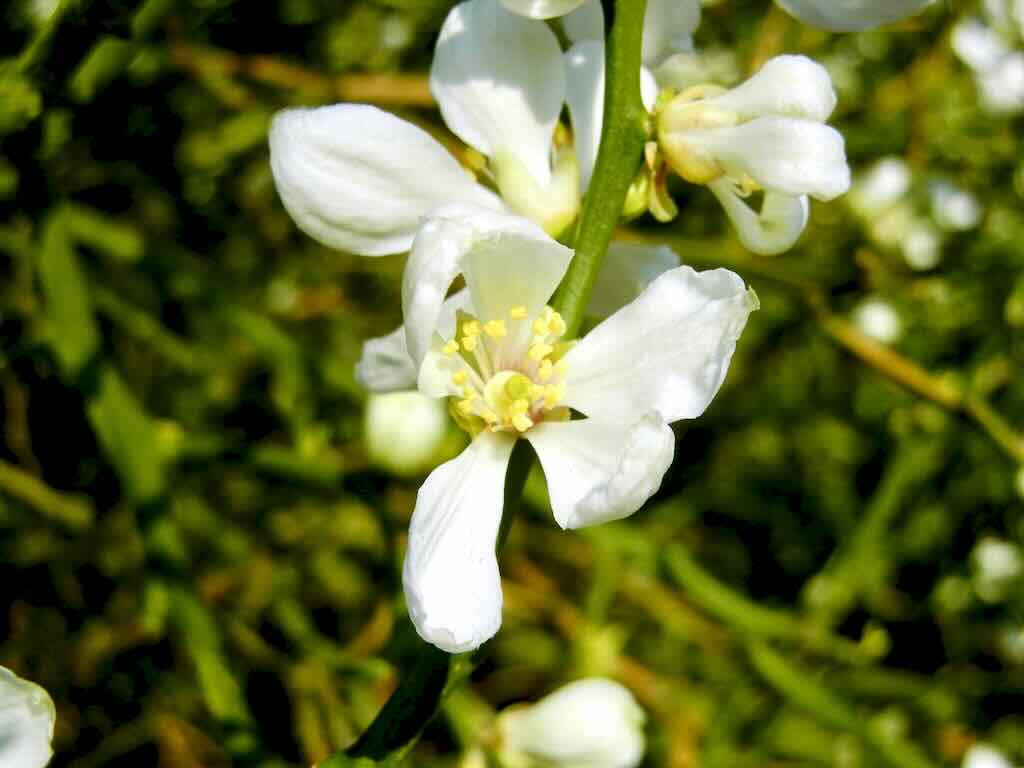 Poncirus trifoliata