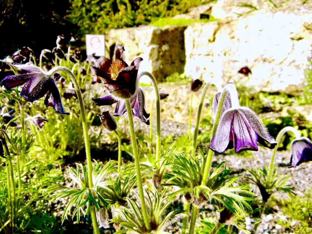 Pulsatilla pratensis subsp bohemica-1 - Online Flower Garden Pulsatilla pratensis subsp bohemica