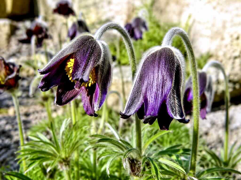 Pulsatilla pratensis subsp bohemica-2 - Online Flower Garden Pulsatilla pratensis subsp bohemica
