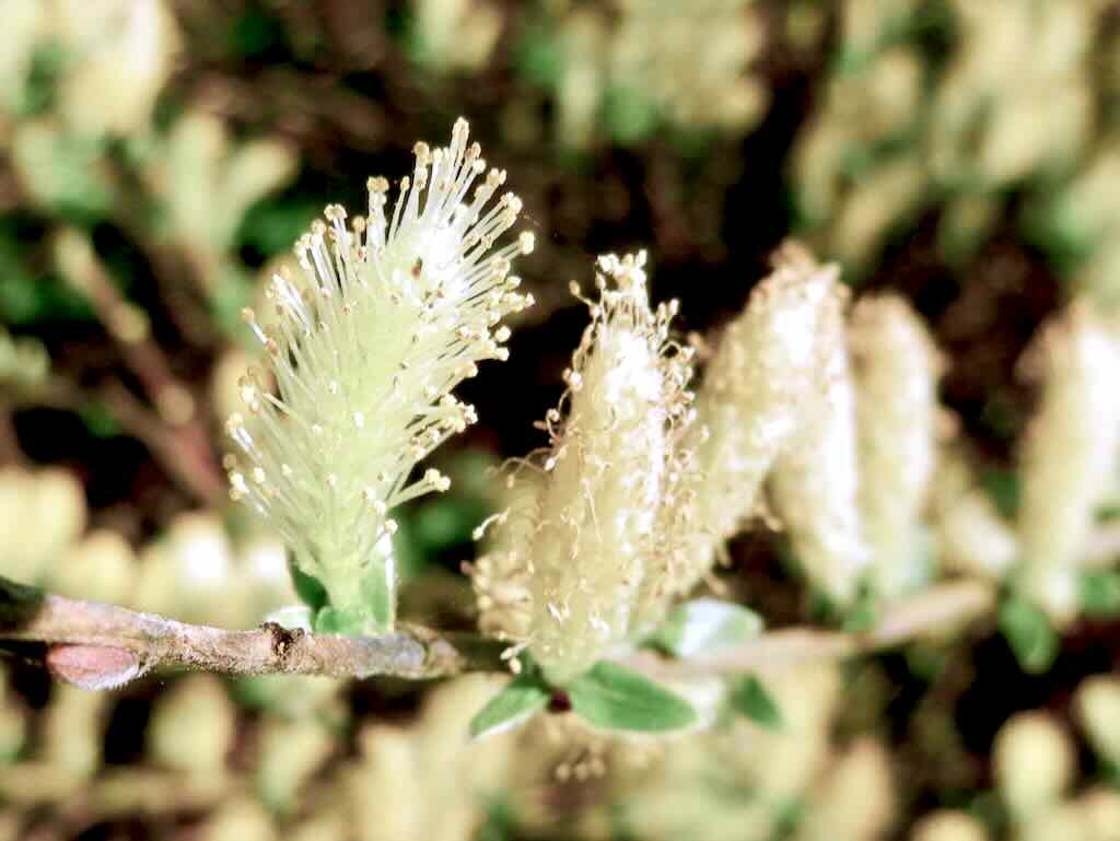 Salix repens or Creeping Willow - Online Flower Garden Salicaceae Salix repens or Creeping Willow