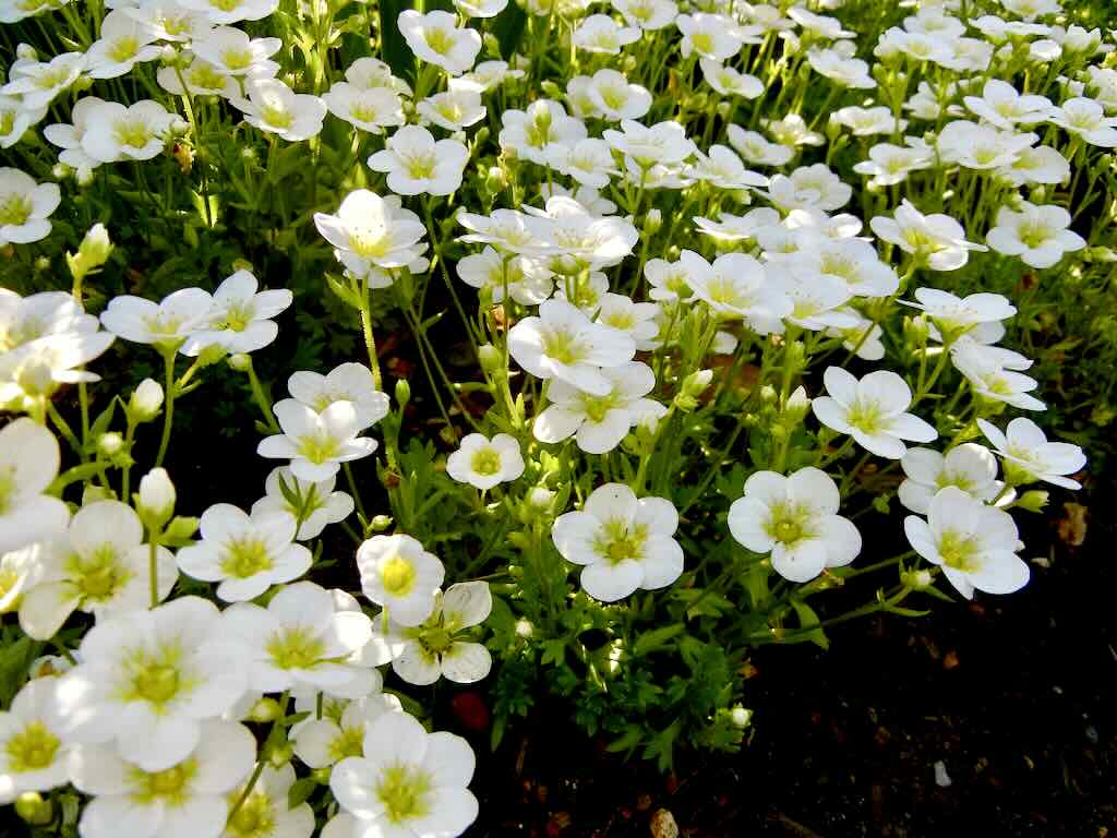 Saxifraga x arendsii'Touran Large White'