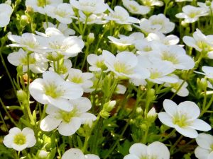 Saxifraga x arendsii 'Touran Large White'