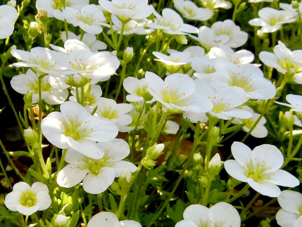 Saxifraga x arendsii 'Touran Large White'