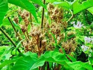 Tetrapanax papyrifer 'Rex'