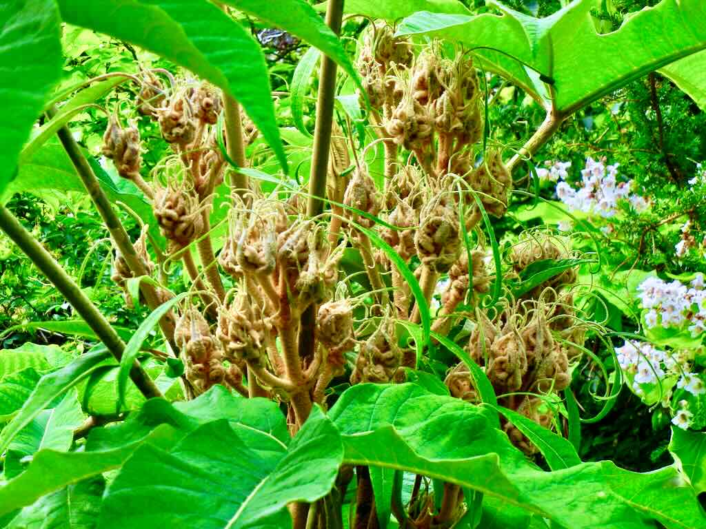 Tetrapanax papyrifer Rex-1 - Online Flower Garden Tetrapanax papyrifer 'Rex'