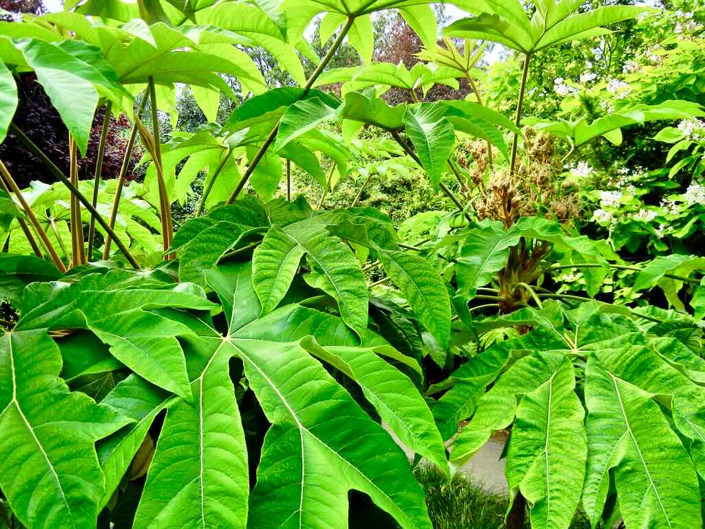 Tetrapanax papyrifer Rex - Online Flower Garden Tetrapanax papyrifer'Rex'