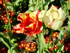 Tulipa 'Flaming Parrot'