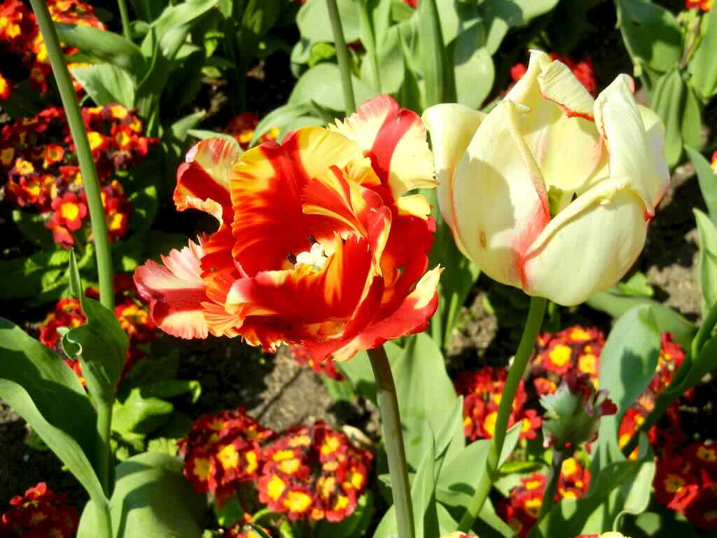Tulipa Flaming Parrot - Online Flower Garden Tulipa'Flaming Parrot'
