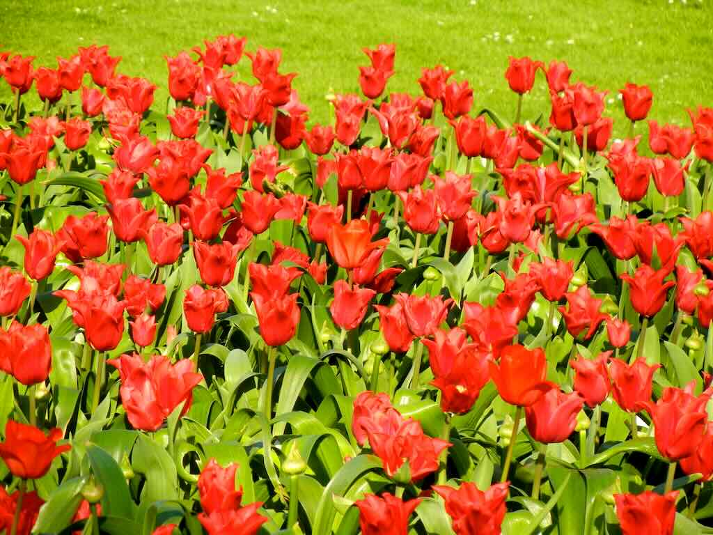 Tulipa'Pretty Woman'