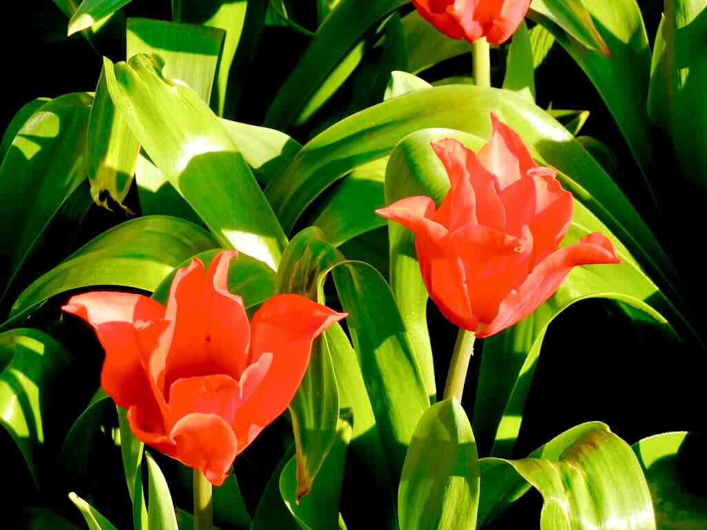 Tulipa 'Pretty Woman'