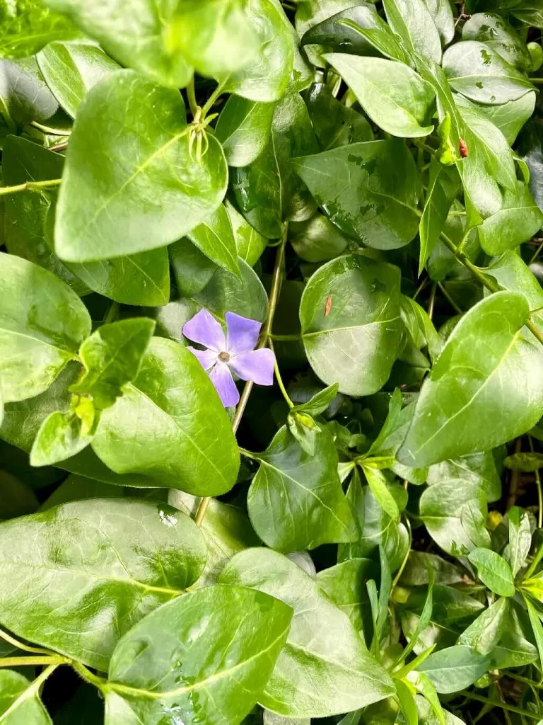 Vinca major