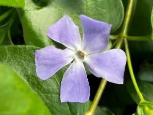 Vinca major