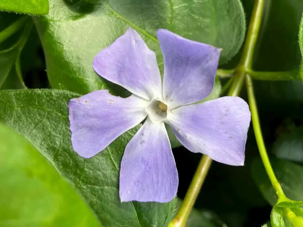 Vinca major