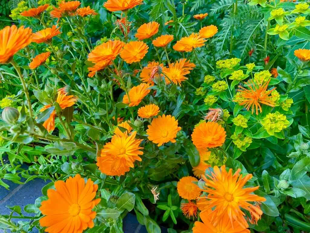 Calendula officinalis-1_result - Online Flower Garden Calendula officinalis