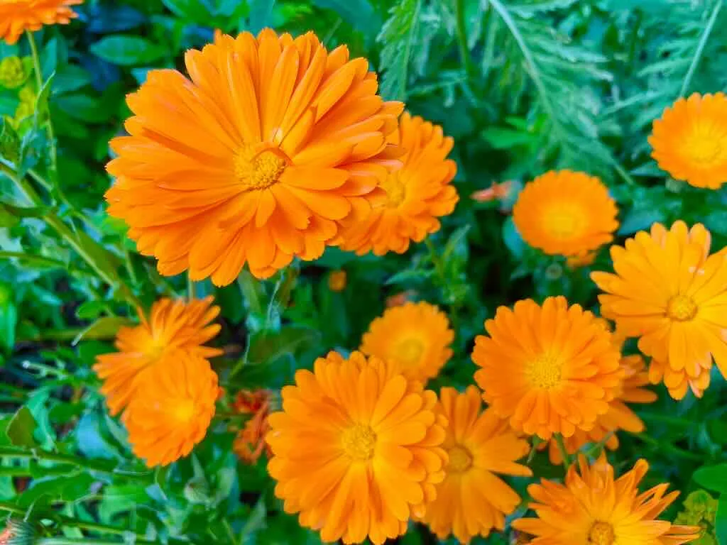 Calendula officinalis_result - Online Flower Garden Calendula officinalis